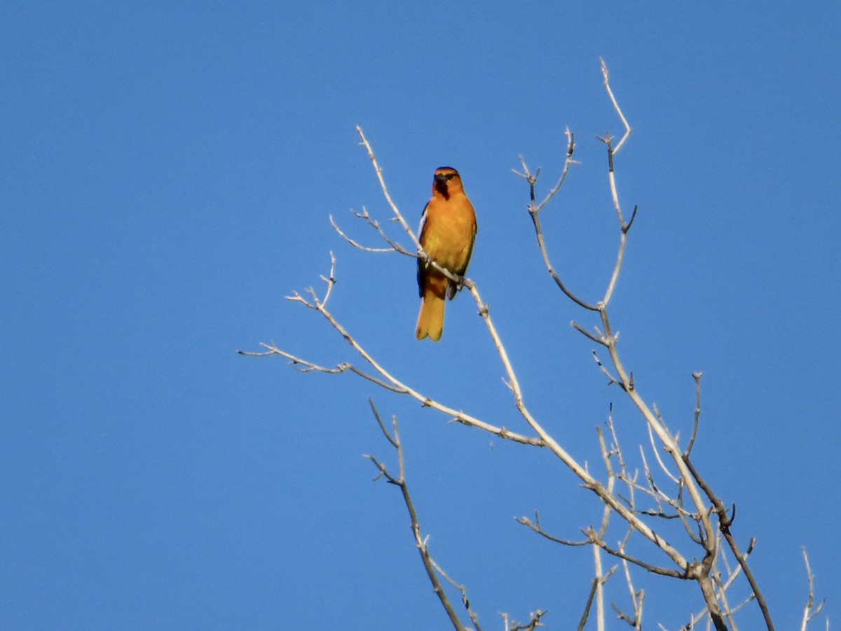 Bullock's Oriole - ML638547983