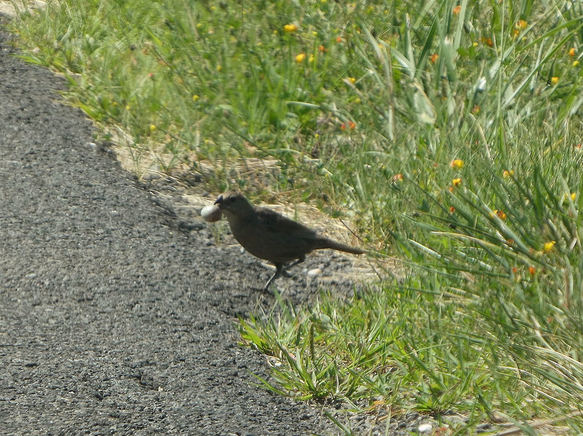Brown-headed Cowbird - ML638547992