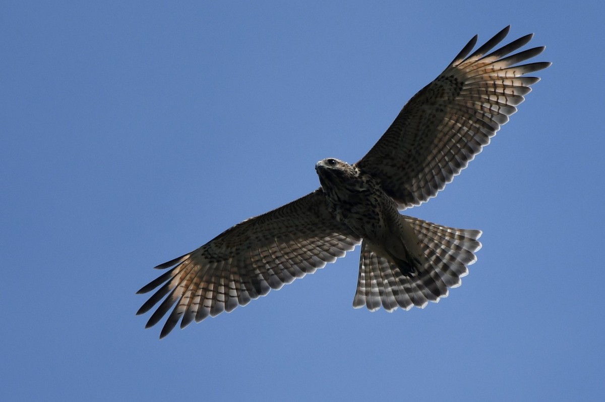 Red-shouldered Hawk - ML638547993