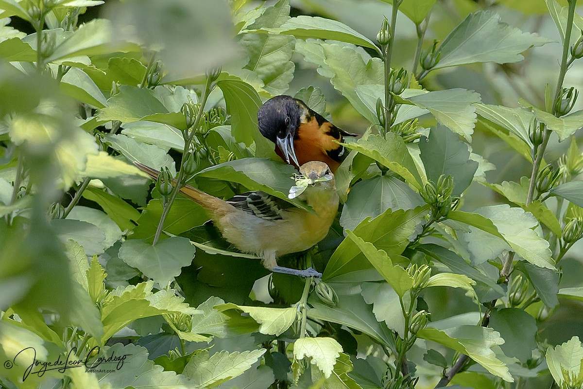Baltimore Oriole - ML638547994