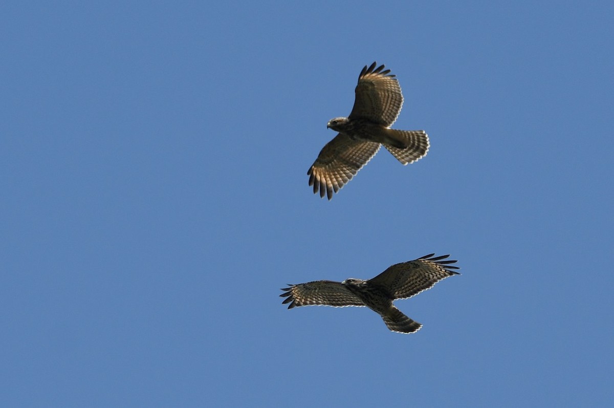 Red-shouldered Hawk - ML638547995