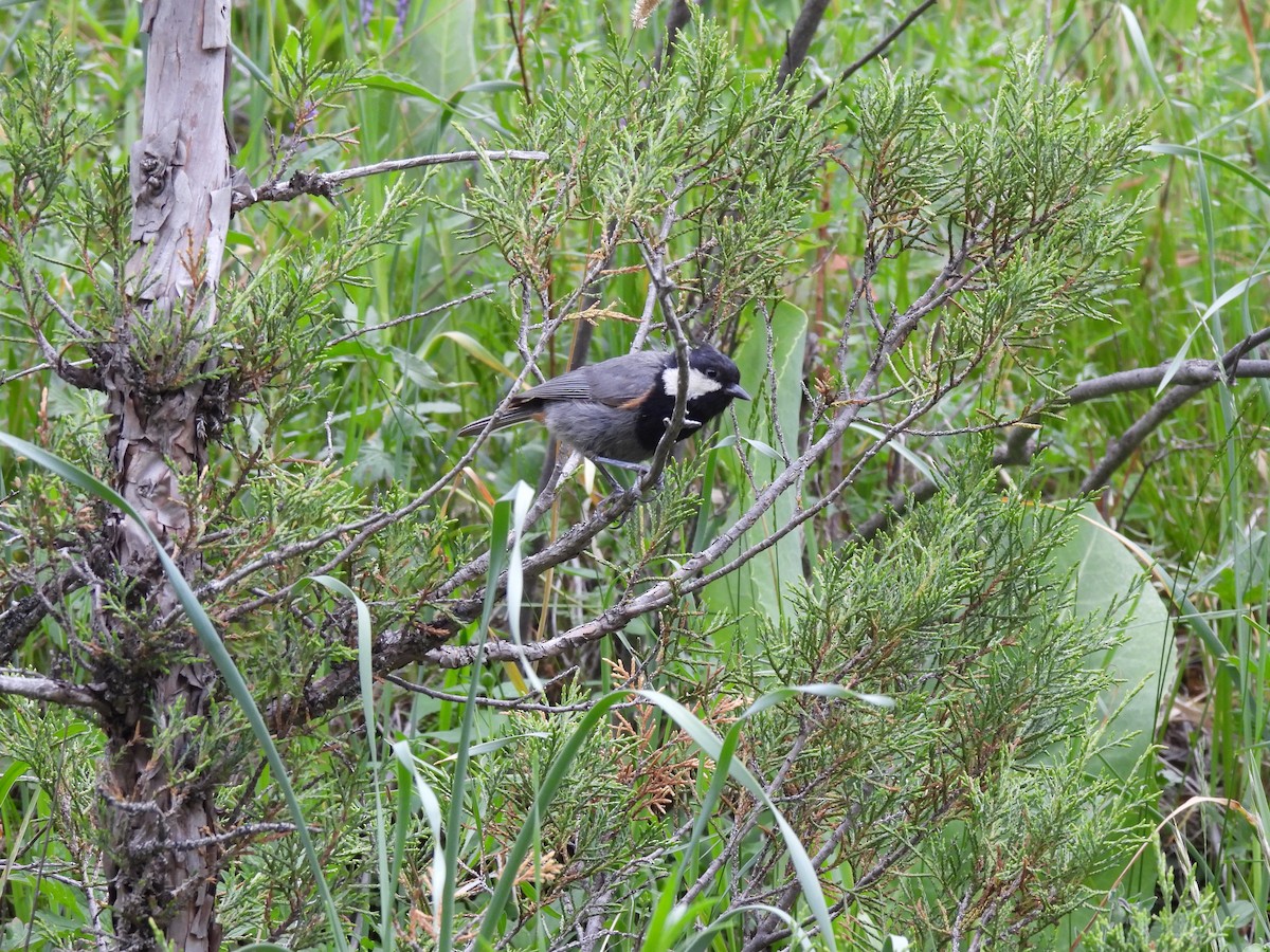 Rufous-naped Tit - ML638548004