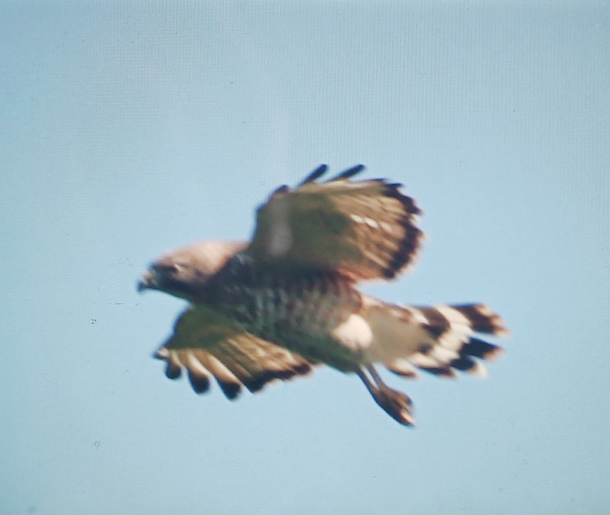 Broad-winged Hawk - ML638548006