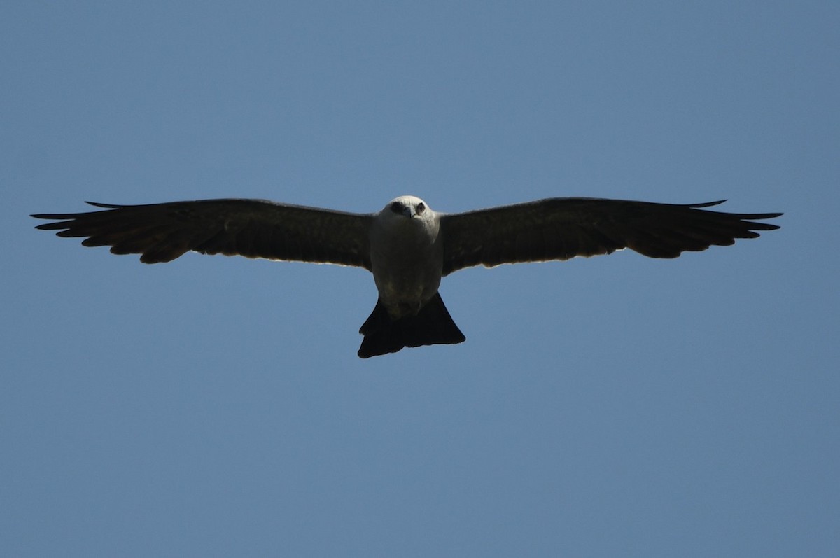 Mississippi Kite - ML638548022