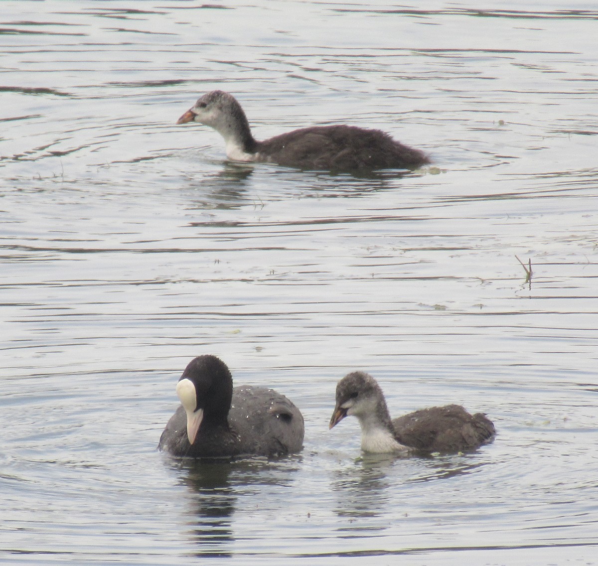 Eurasian Coot - ML638548059