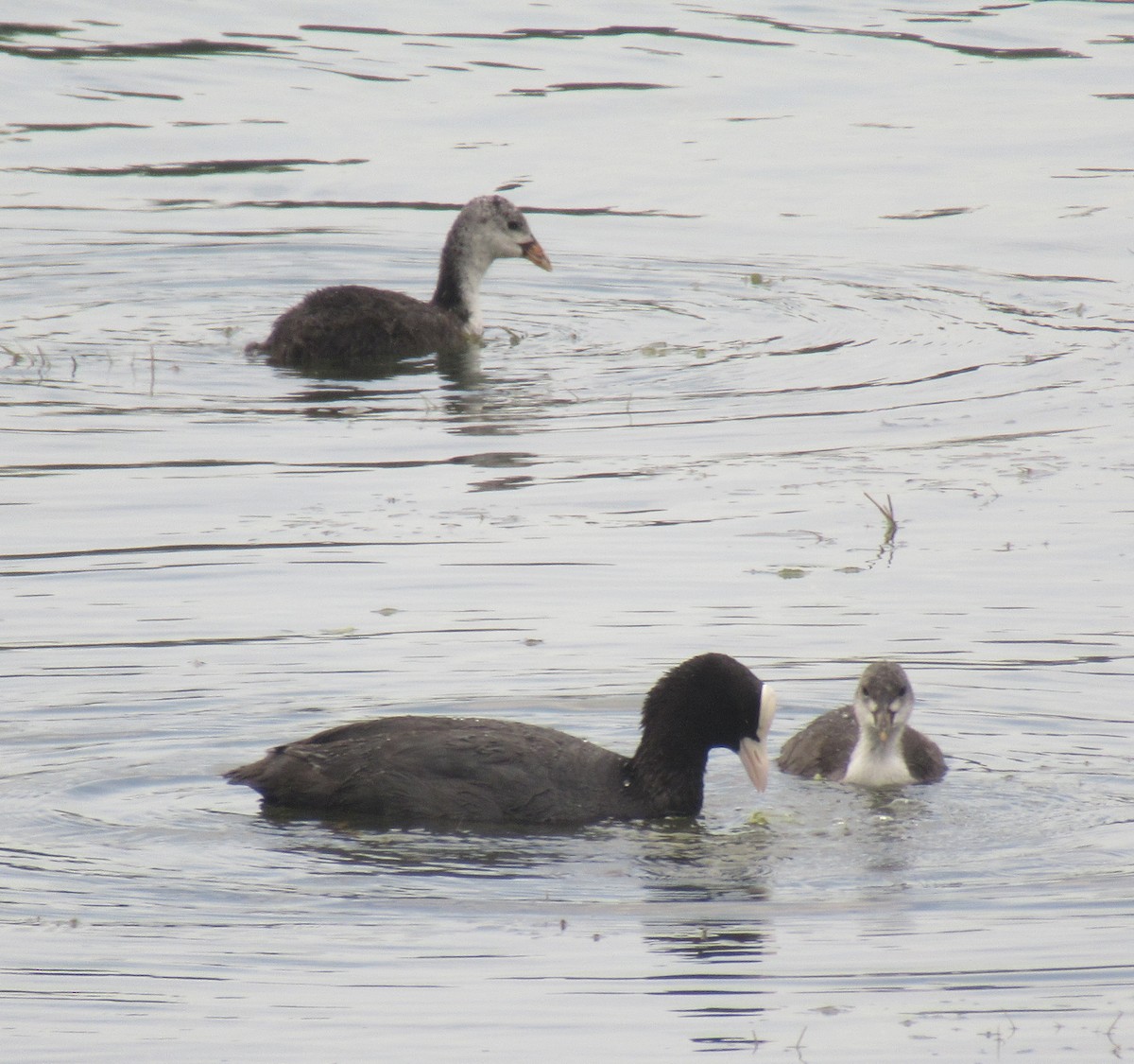 Eurasian Coot - ML638548060