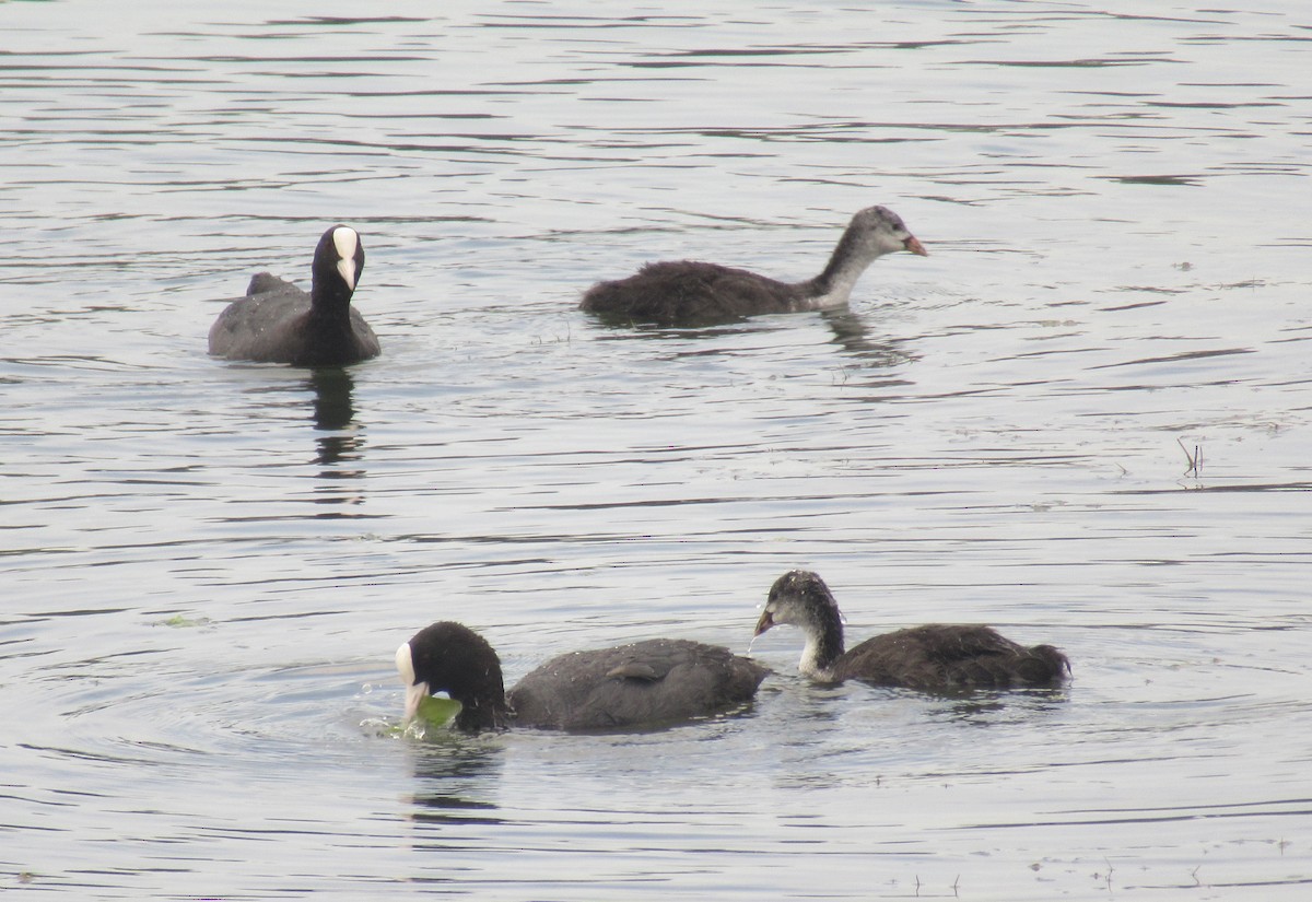 Eurasian Coot - ML638548061