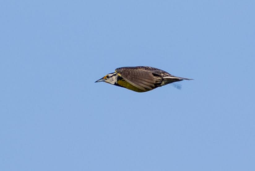 Eastern Meadowlark - ML638548083