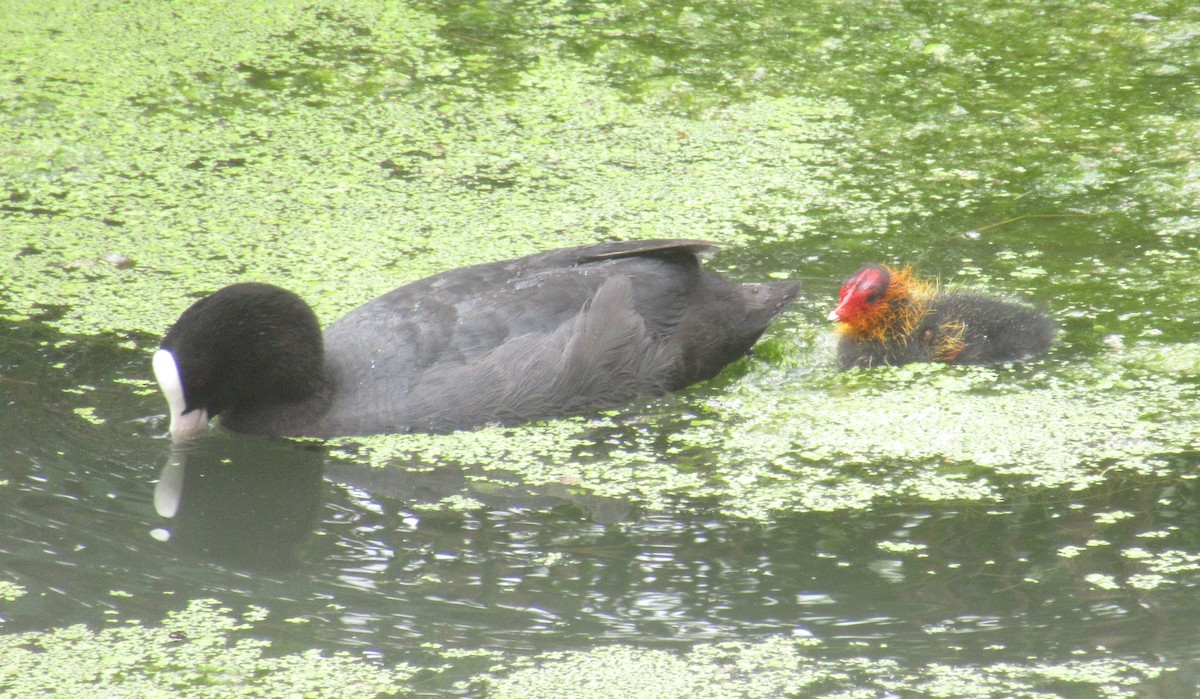 Eurasian Coot - ML638548124
