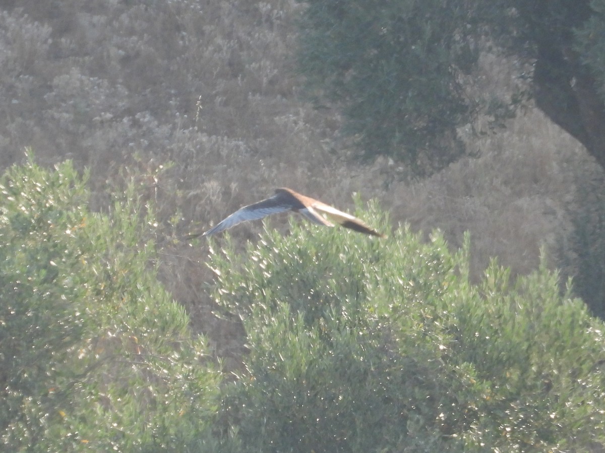 Western Marsh Harrier - ML638548135