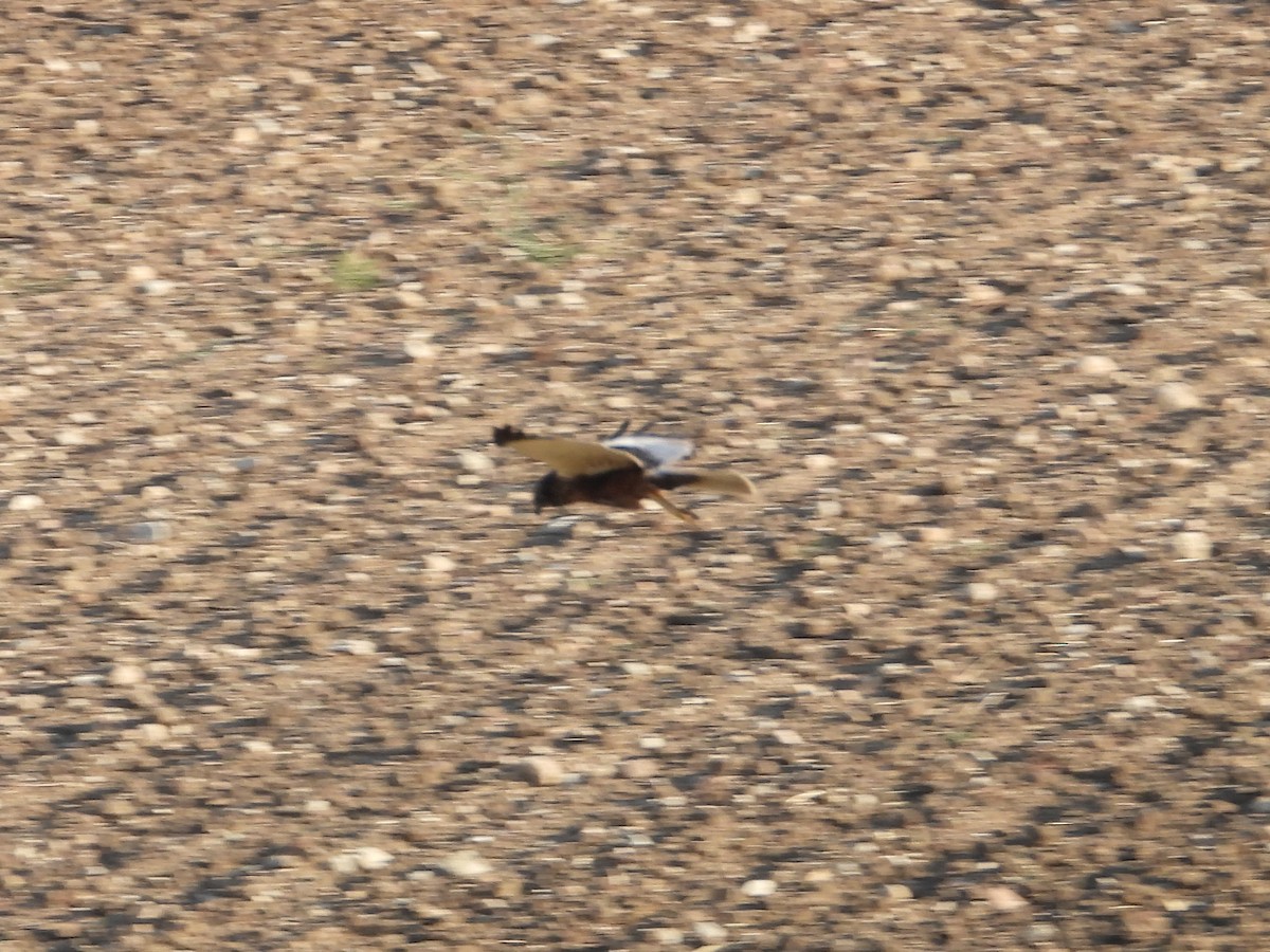 Western Marsh Harrier - ML638548136