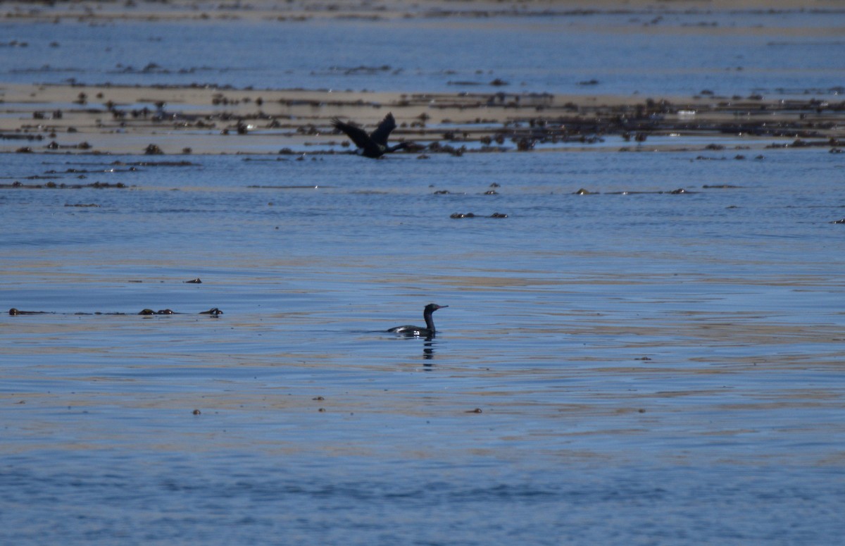 Pelagic Cormorant - ML638548144