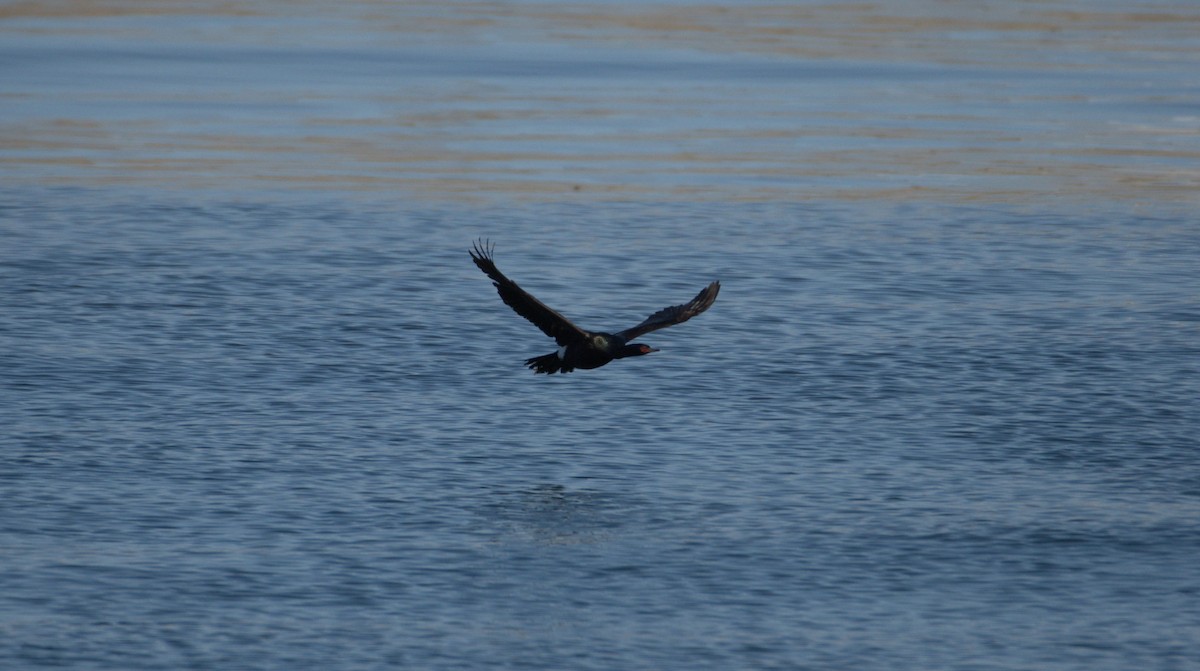 Pelagic Cormorant - ML638548145