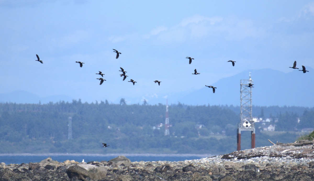 Pelagic Cormorant - ML638548149