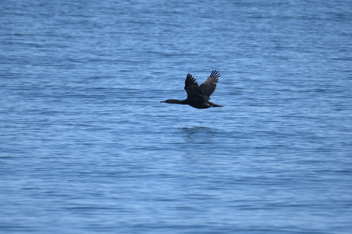 Pelagic Cormorant - ML638548150