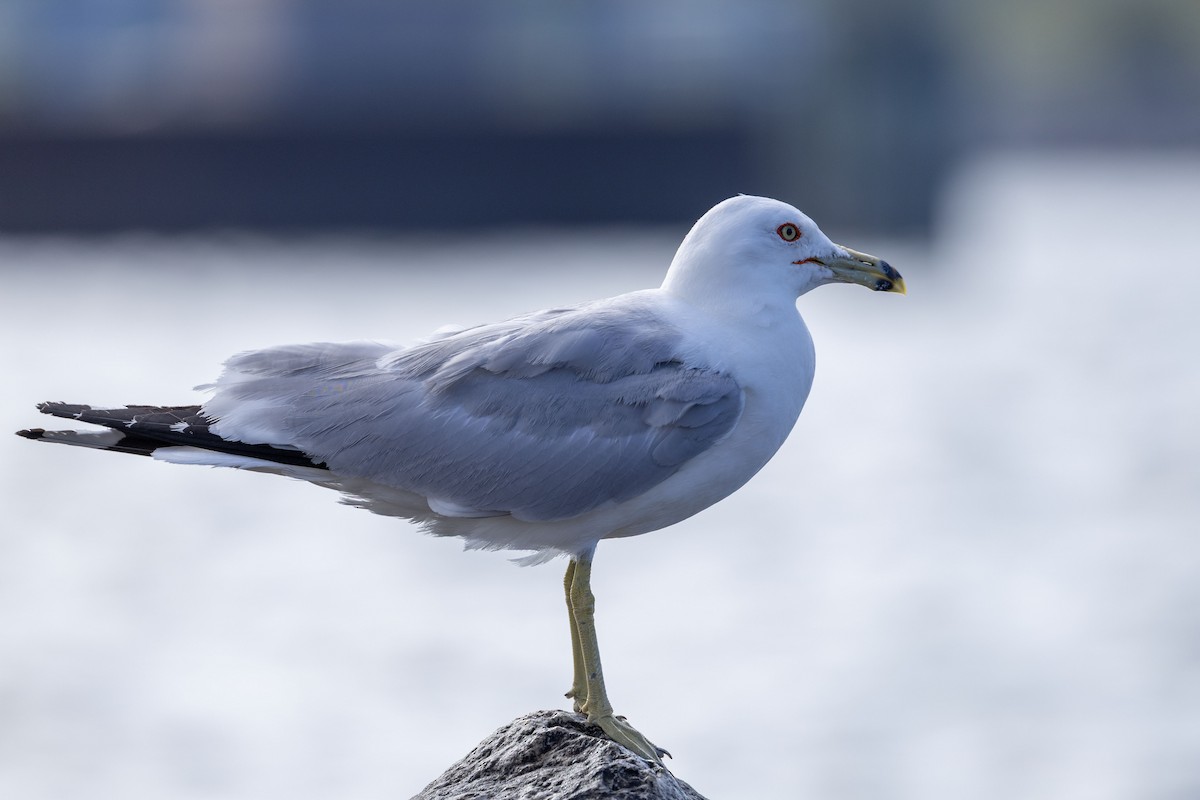 Ring-billed Gull - ML638548153