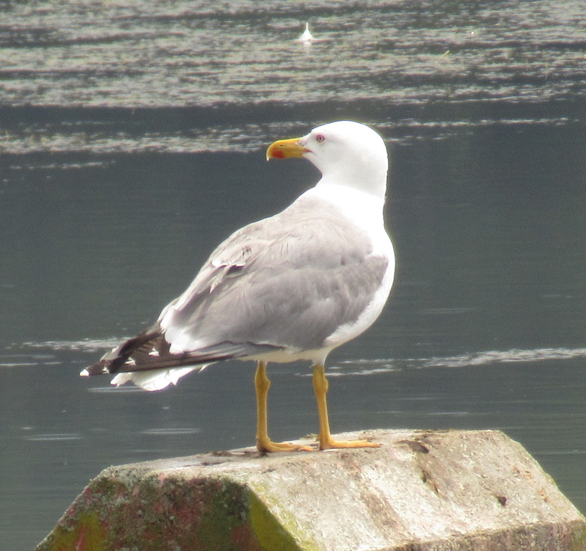 gulbeinmåke - ML638548158