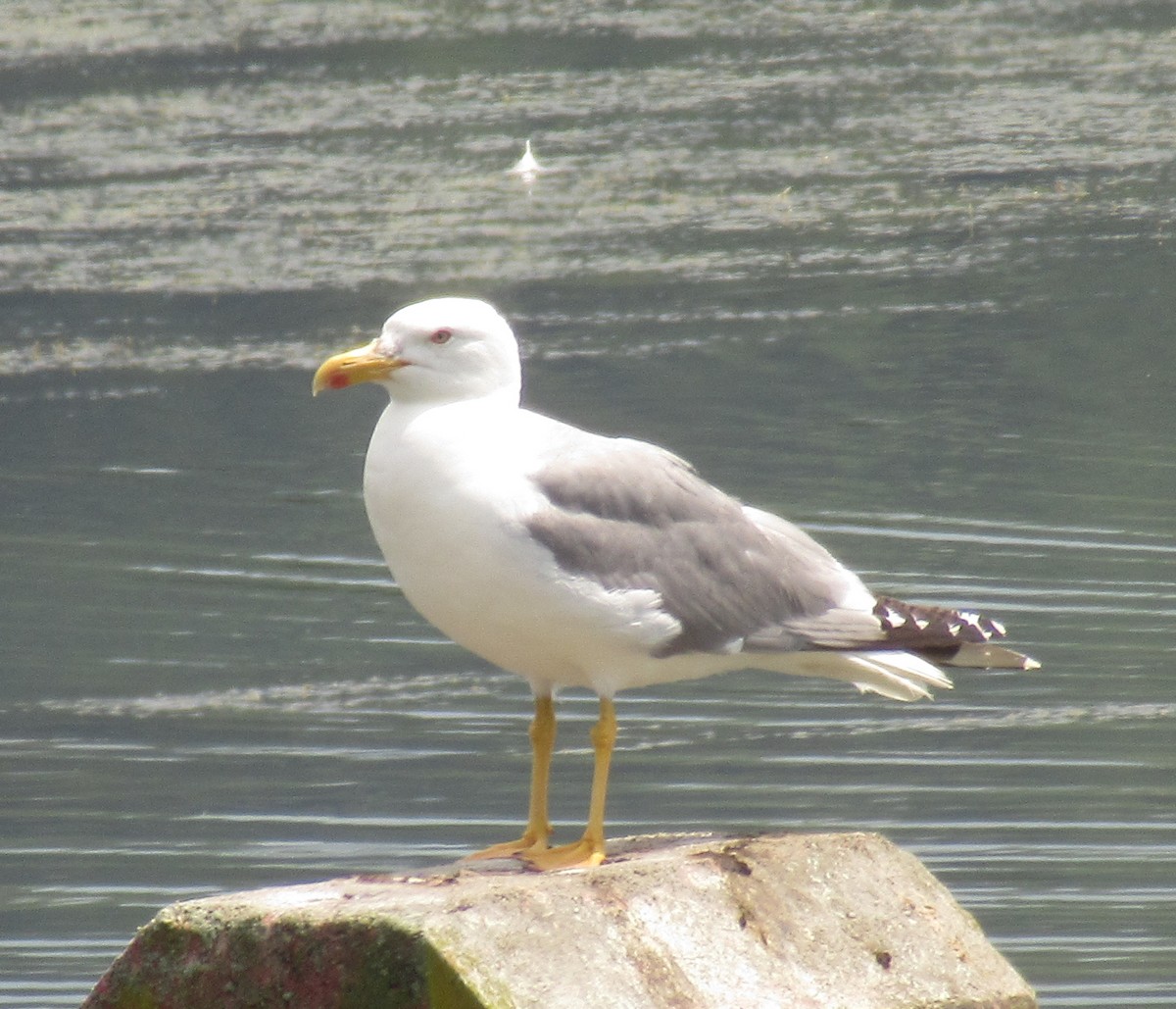 gulbeinmåke - ML638548178