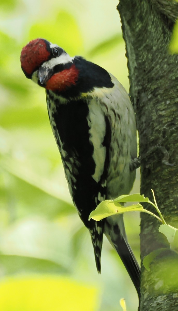 Yellow-bellied Sapsucker - ML638548210