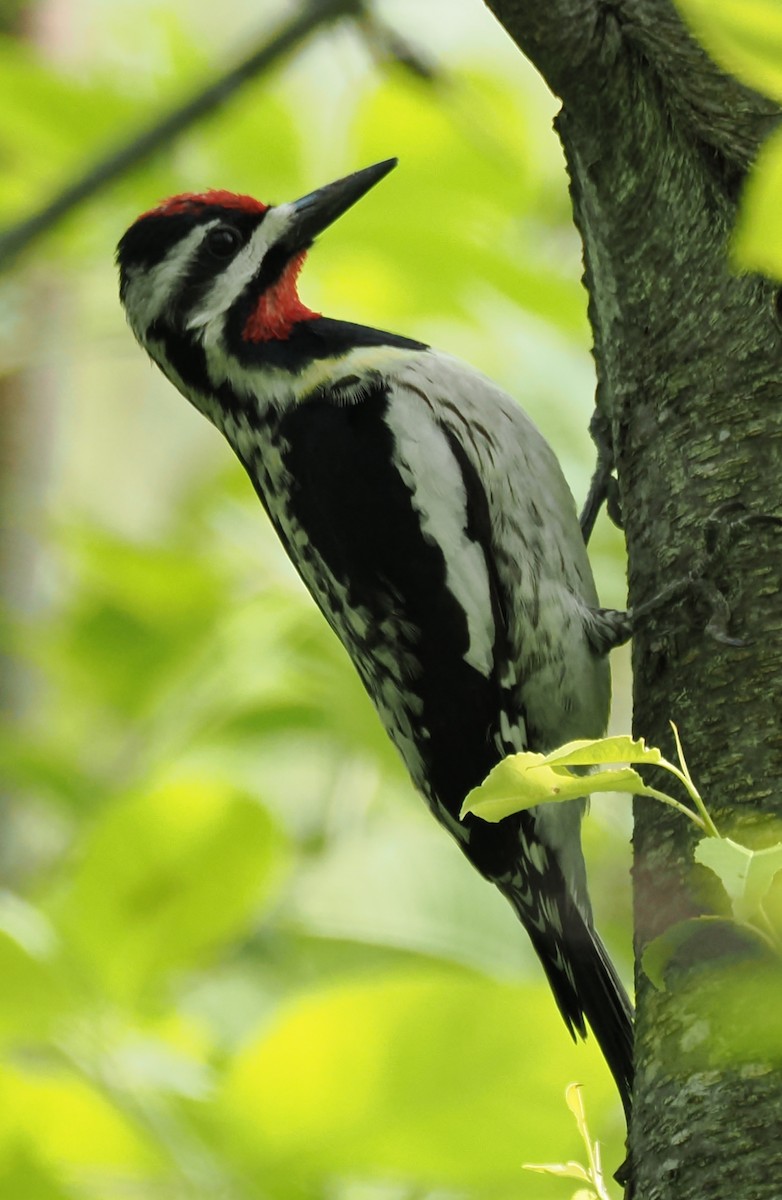 Yellow-bellied Sapsucker - ML638548211