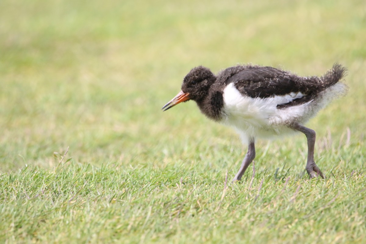 Eurasian Oystercatcher - ML638548212