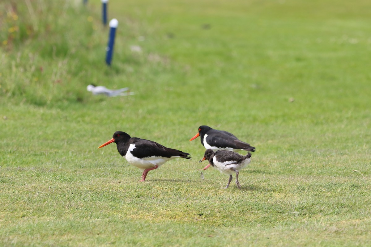 Eurasian Oystercatcher - ML638548213