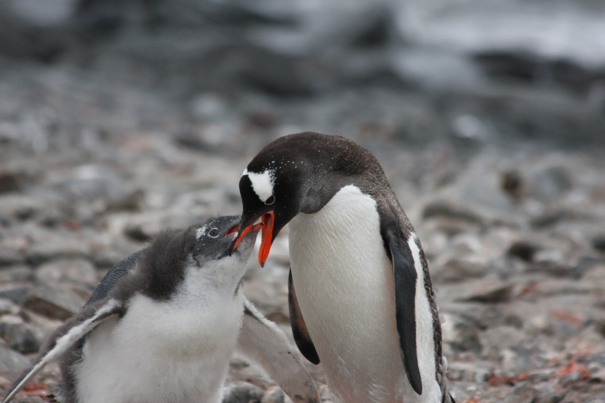 Gentoo Penguin - ML638548228