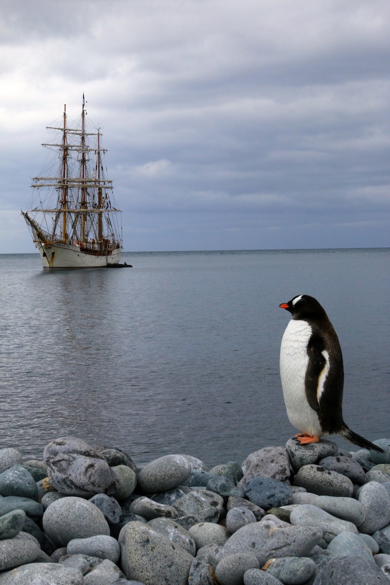 Gentoo Penguin - ML638548229
