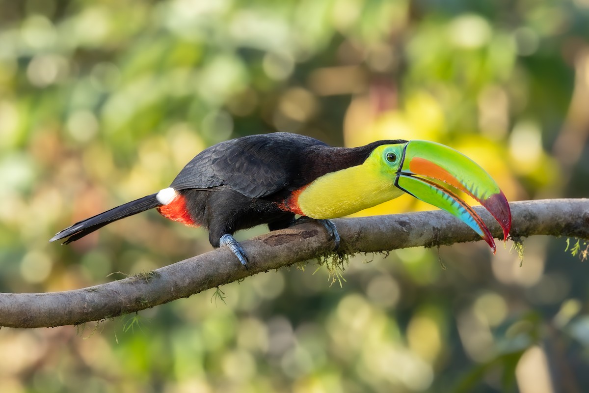 Keel-billed Toucan - ML638548246