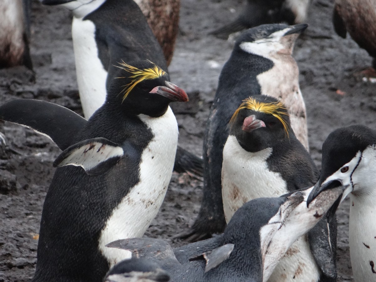 Macaroni Penguin - ML638548251