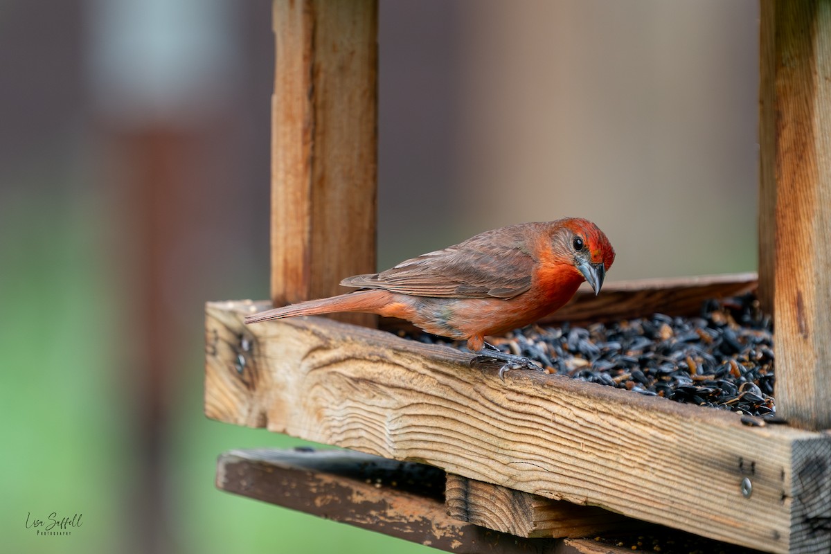 Hepatic Tanager - ML638548261