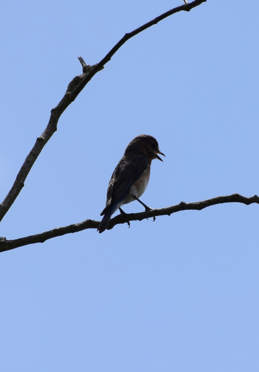 Eastern Bluebird - ML638548269