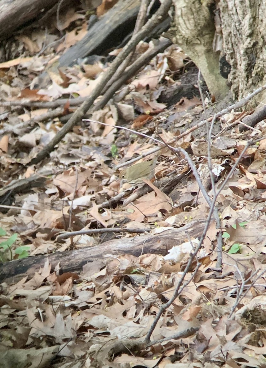 ovnparula - ML638548296