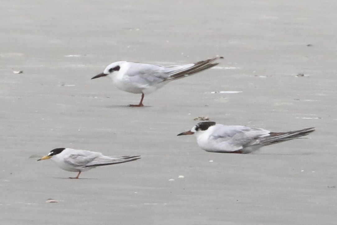 Forster's Tern - ML638548312