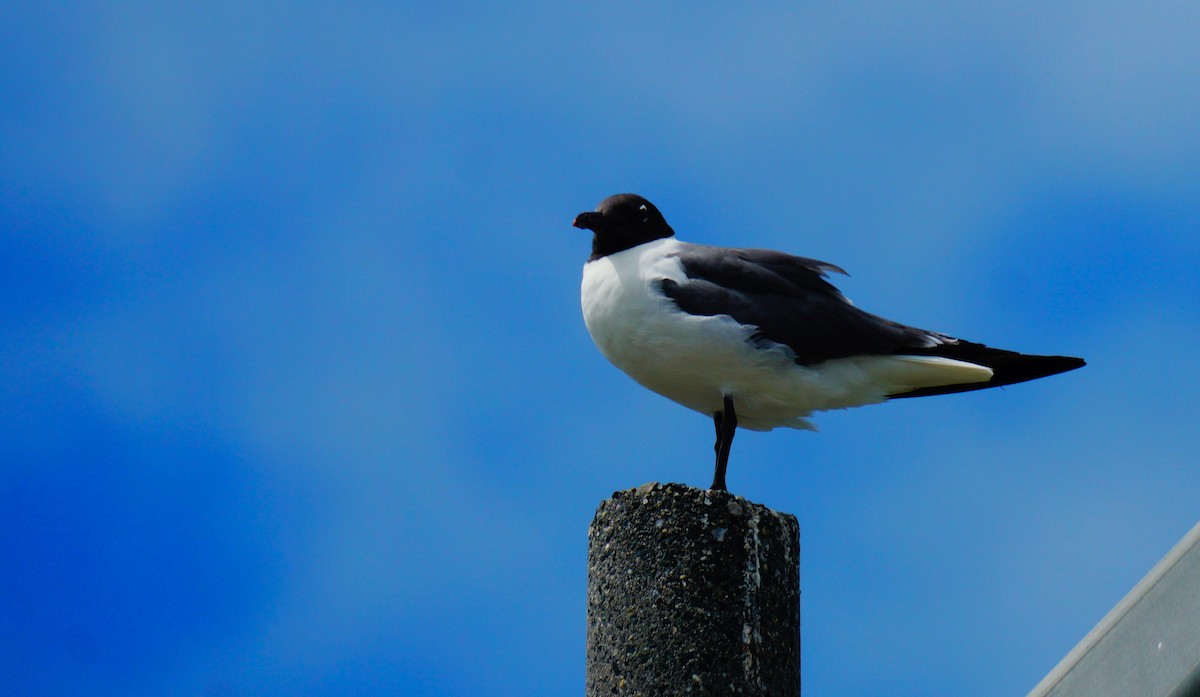 Laughing Gull - ML638548342