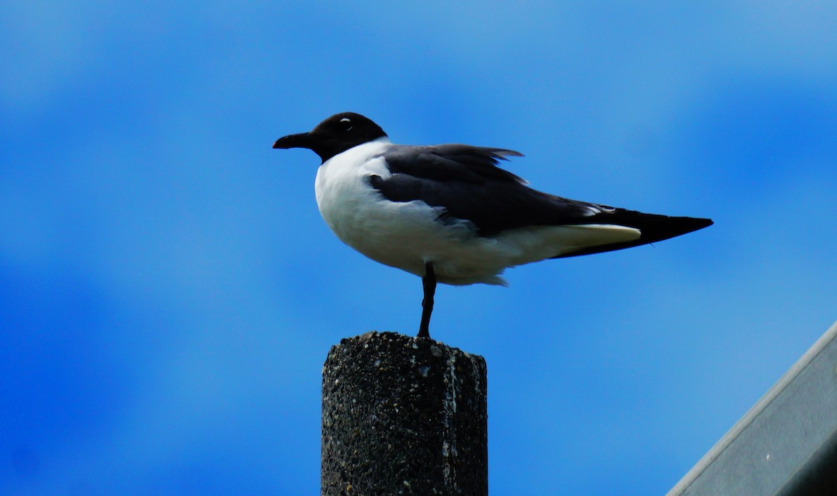 Laughing Gull - ML638548343