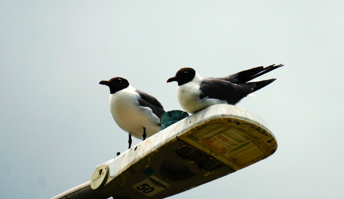 Laughing Gull - ML638548344