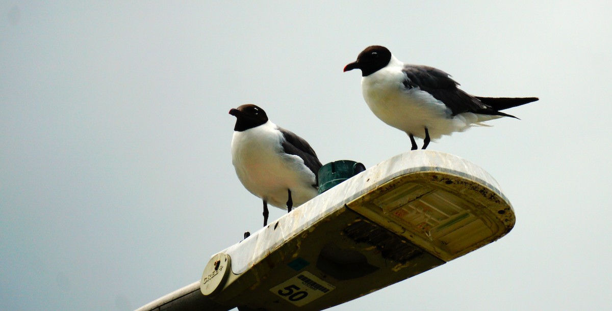 Laughing Gull - ML638548345