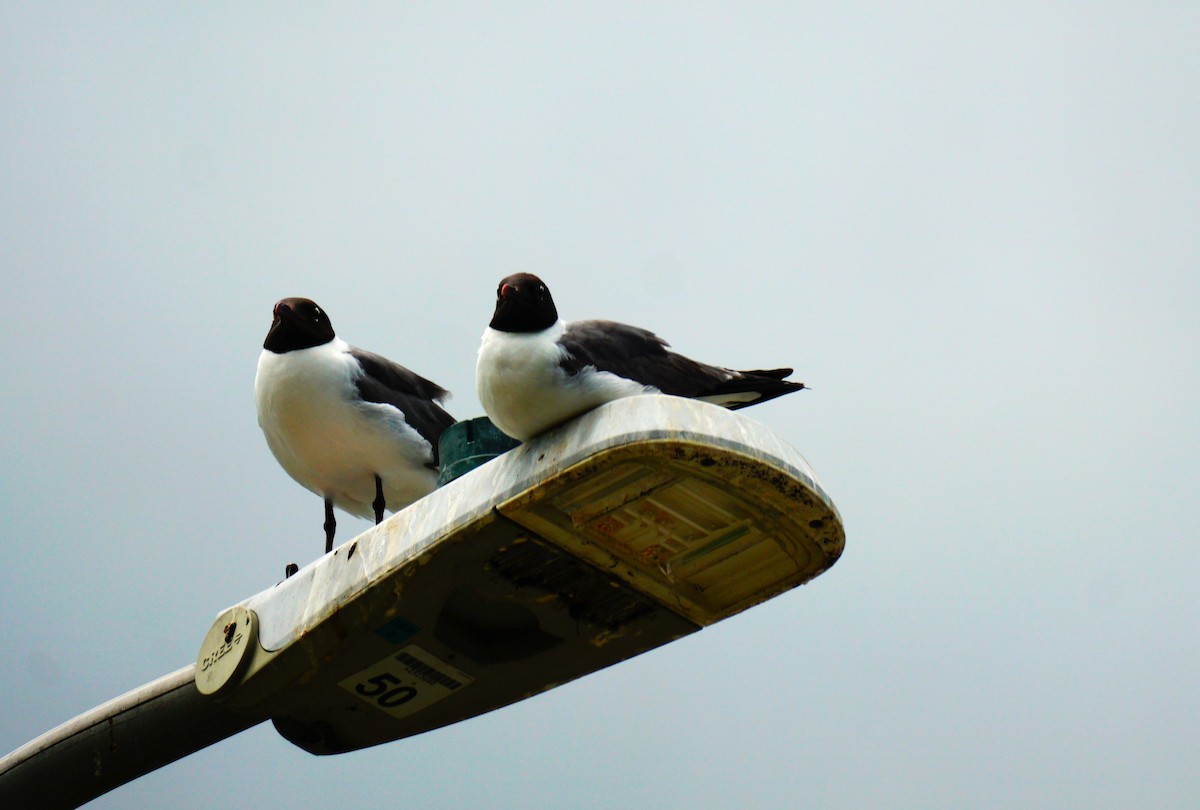 Laughing Gull - ML638548346