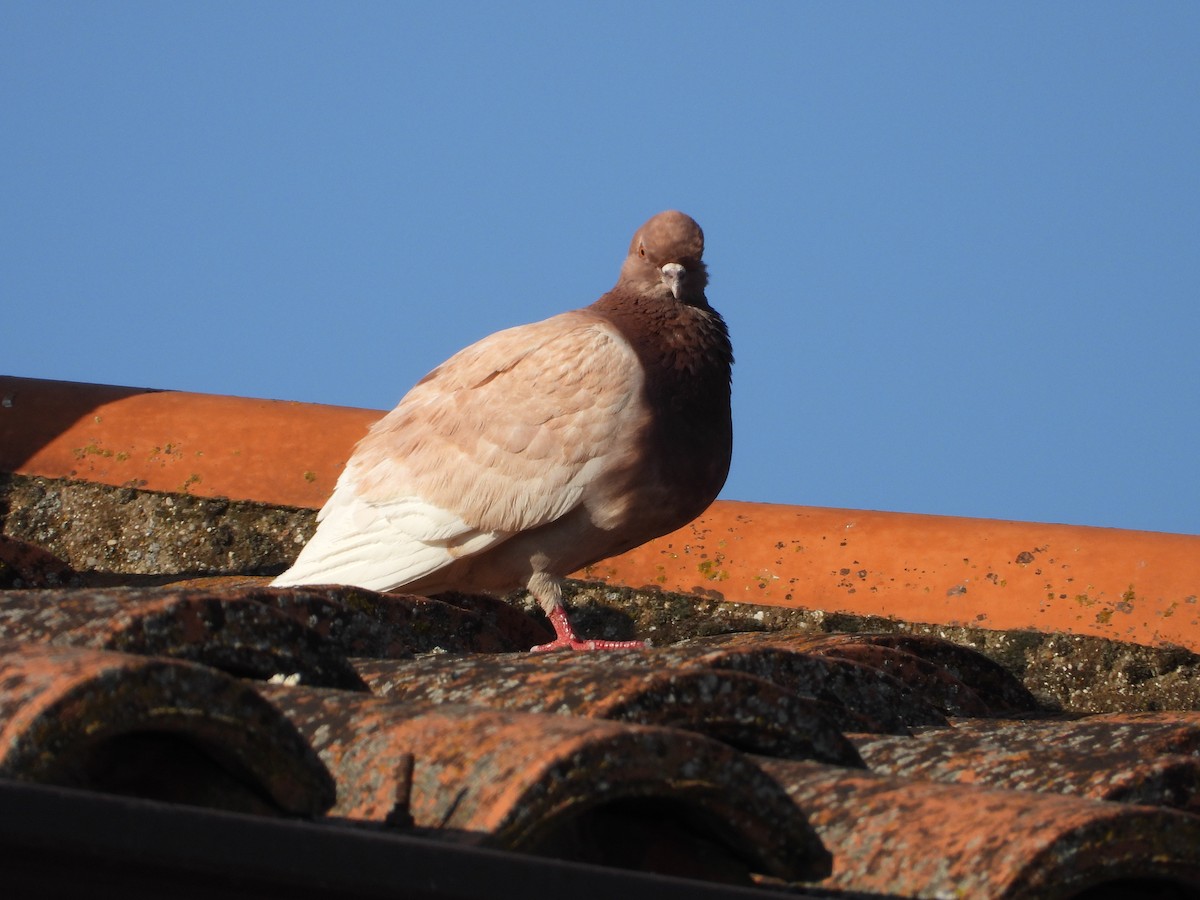 Pigeon biset (forme domestique) - ML638548352