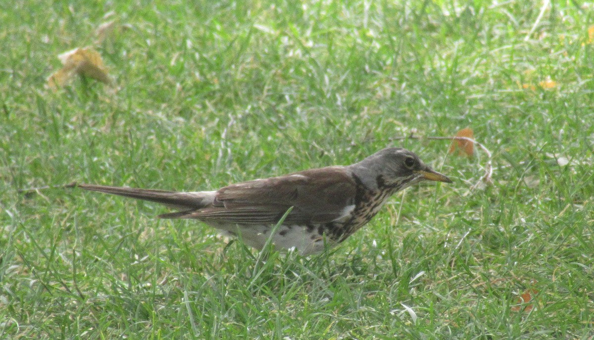 Fieldfare - ML638548405