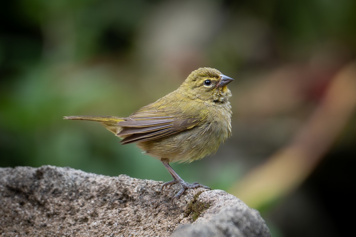 Yellow-faced Grassquit - ML638548413