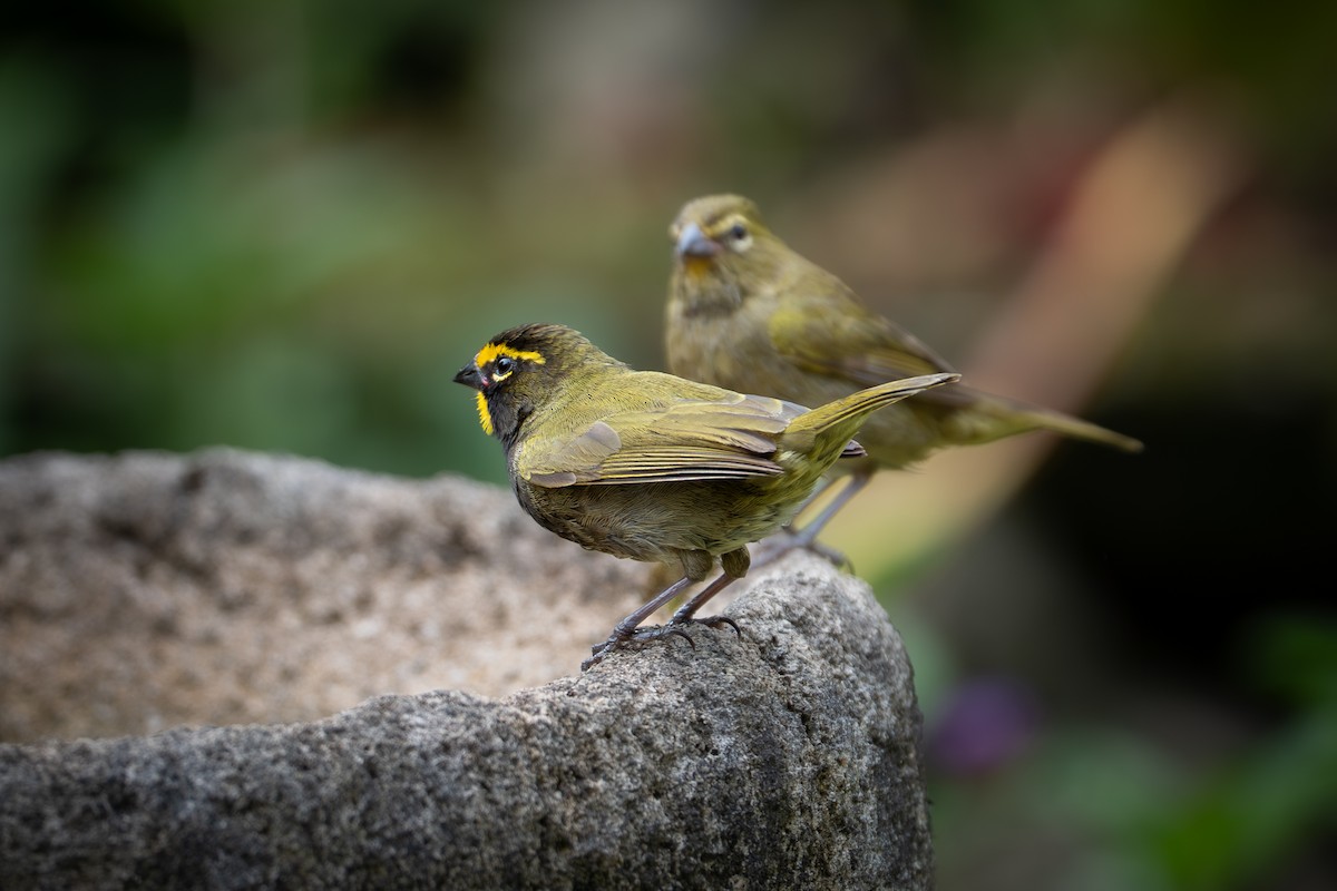 Yellow-faced Grassquit - ML638548414
