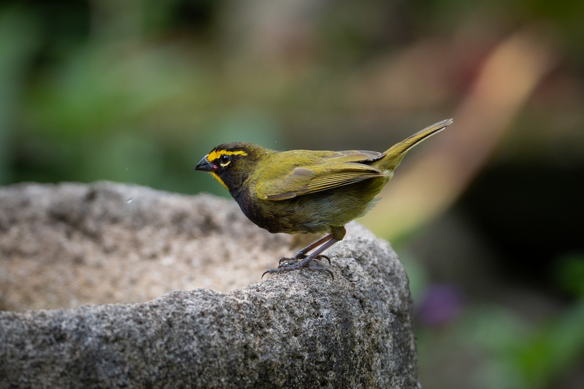 Yellow-faced Grassquit - ML638548415
