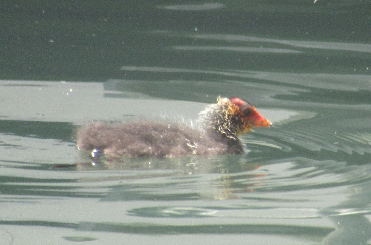 Eurasian Coot - ML638548416