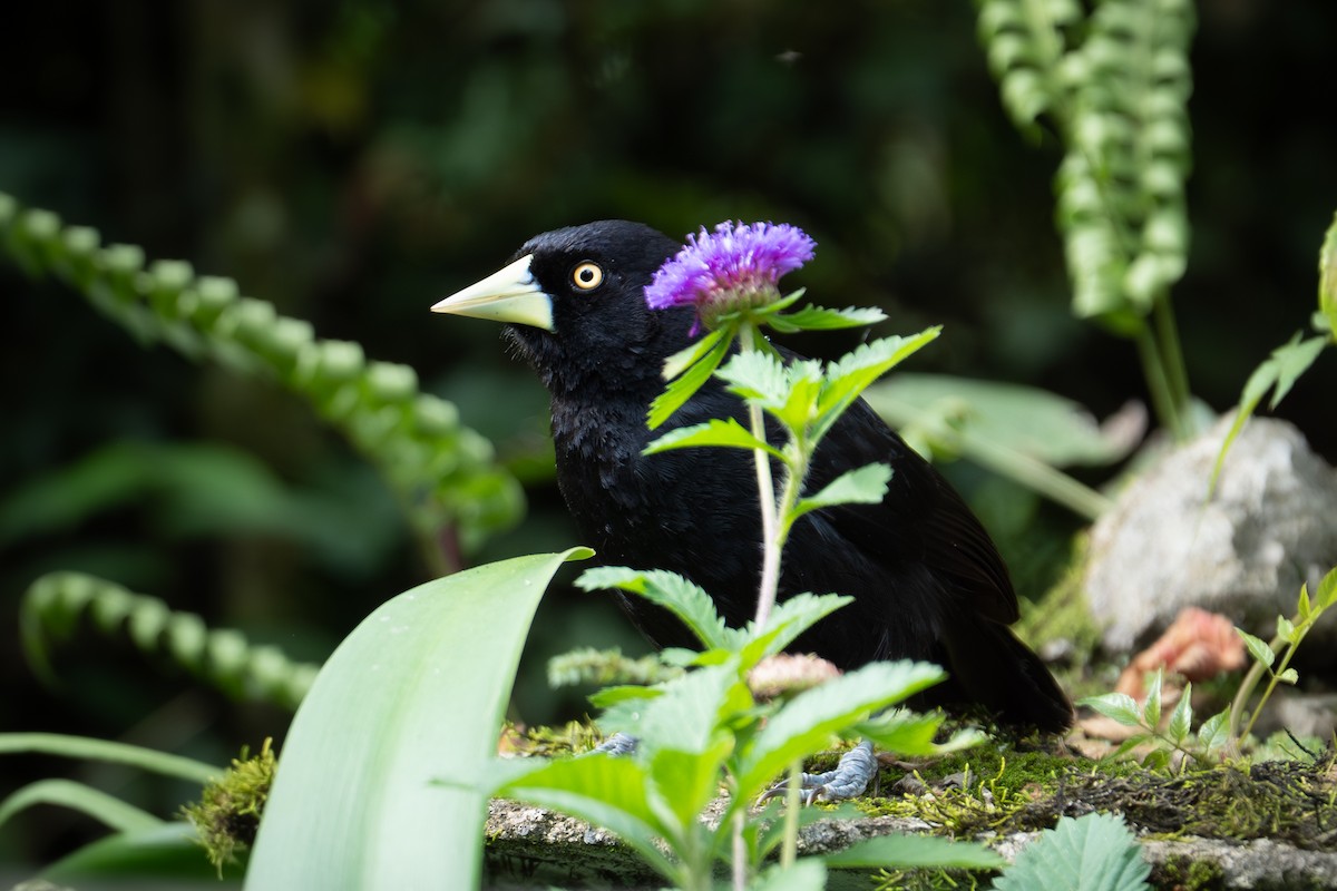 Yellow-billed Cacique - ML638548429