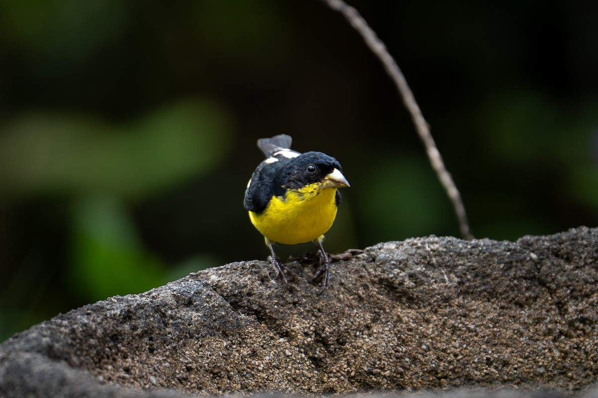 Lesser Goldfinch - ML638548432