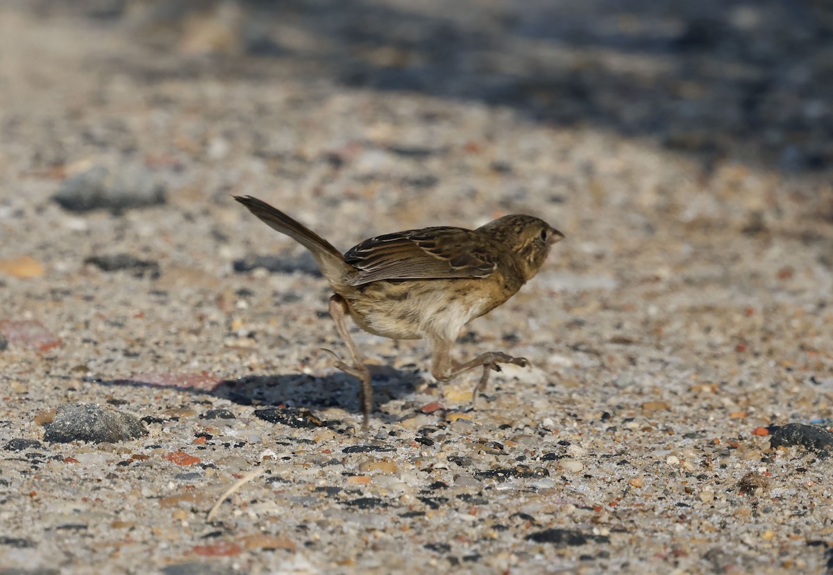 Seaside Sparrow (Atlantic) - ML638548456