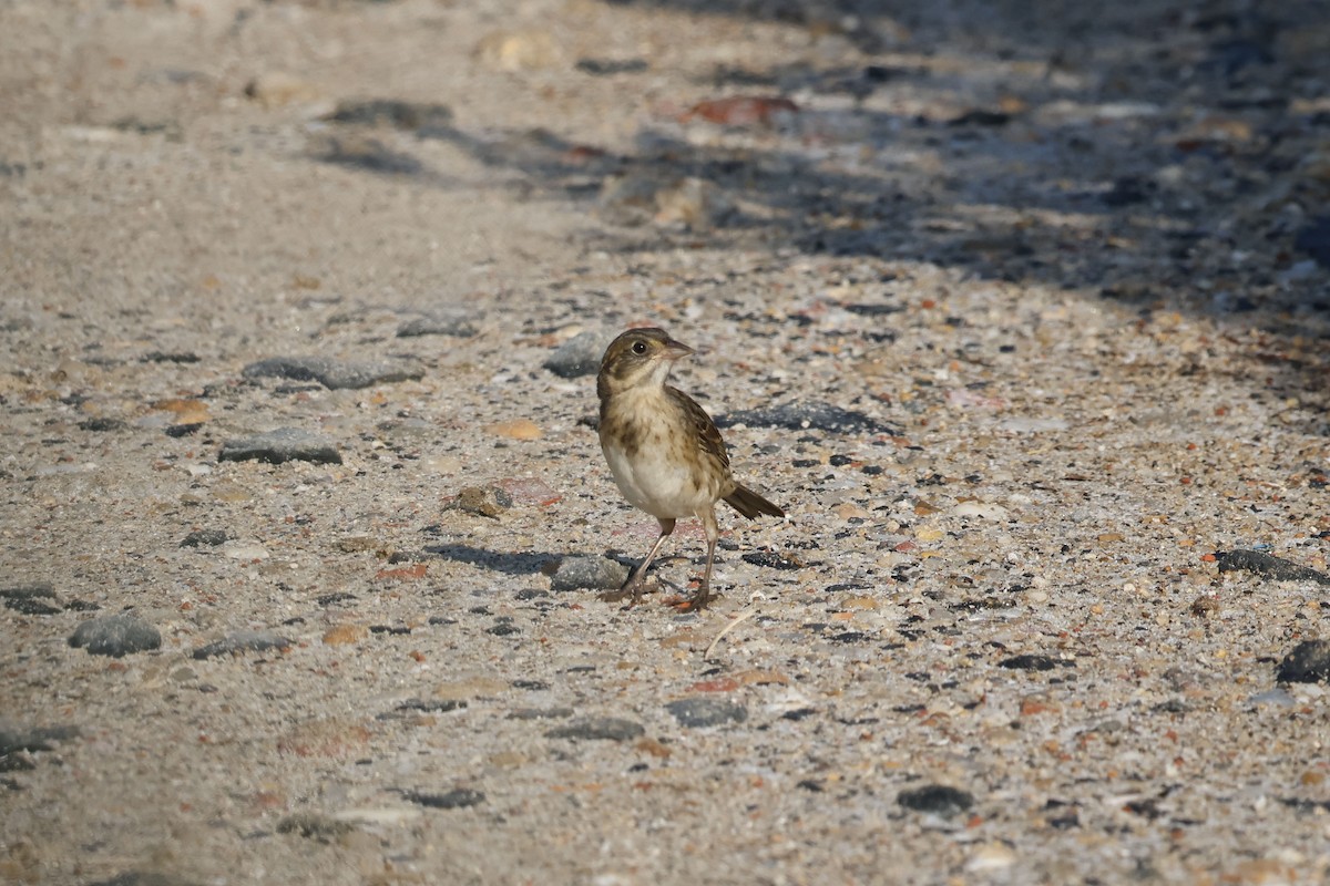 Seaside Sparrow (Atlantic) - ML638548457