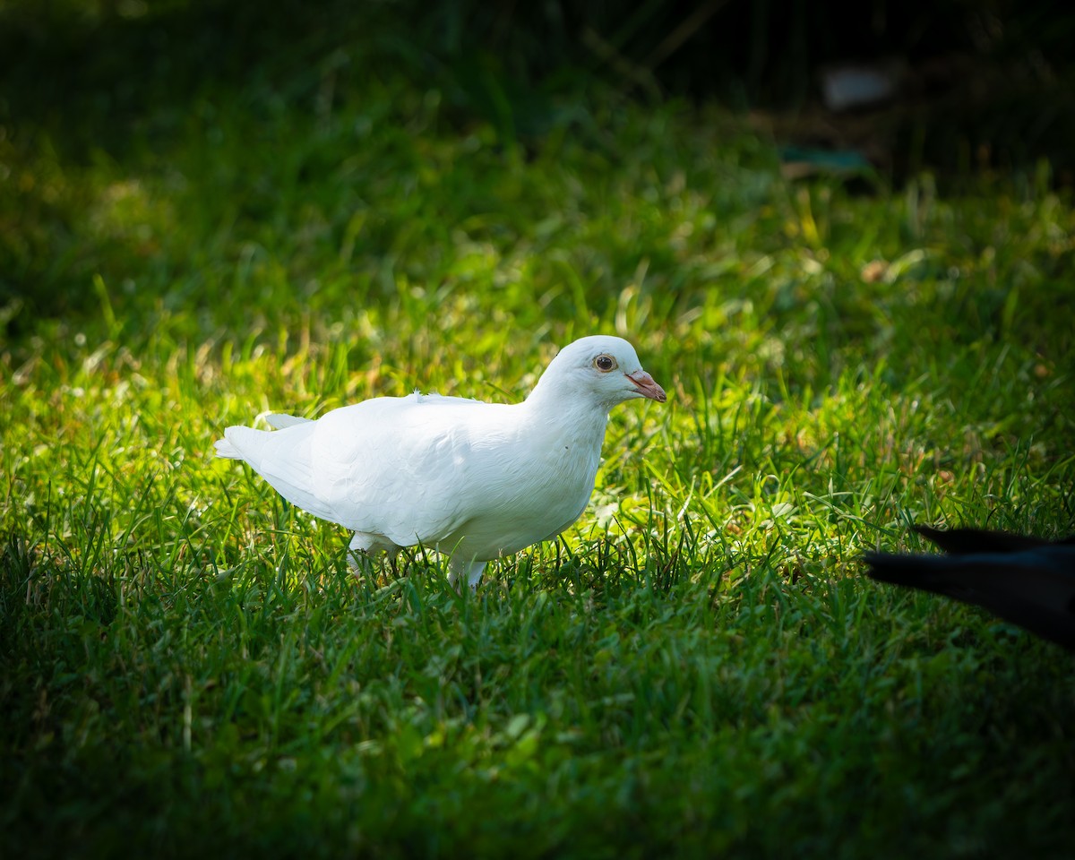 Rock Pigeon (Feral Pigeon) - ML638548458